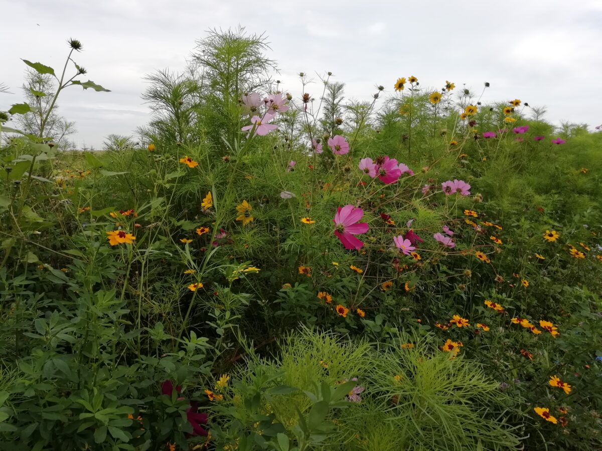 Akkerranden en bloemstroken