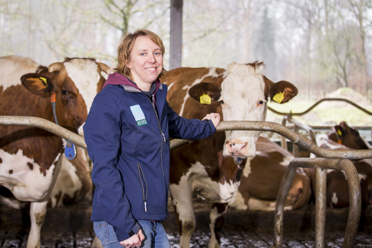 Gemengd bedrijf kippen en koeien