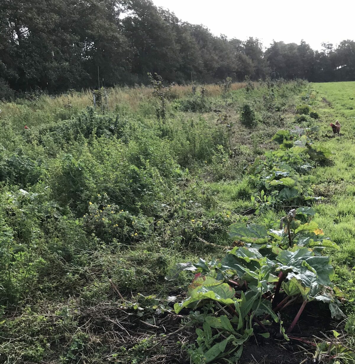 Agroforestry in Oosterbierum