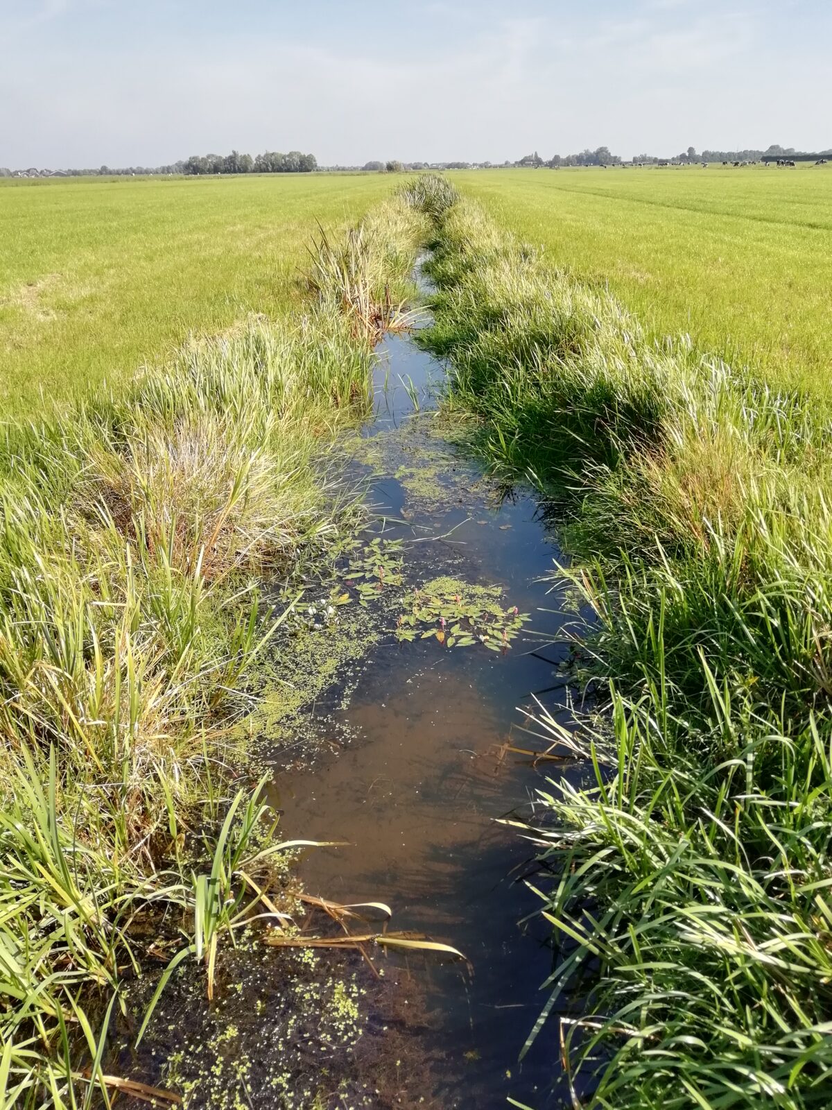 Natuurvriendelijke oever