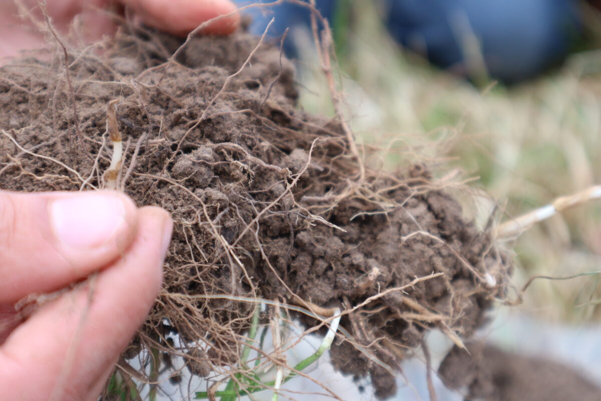 Ecologische interacties