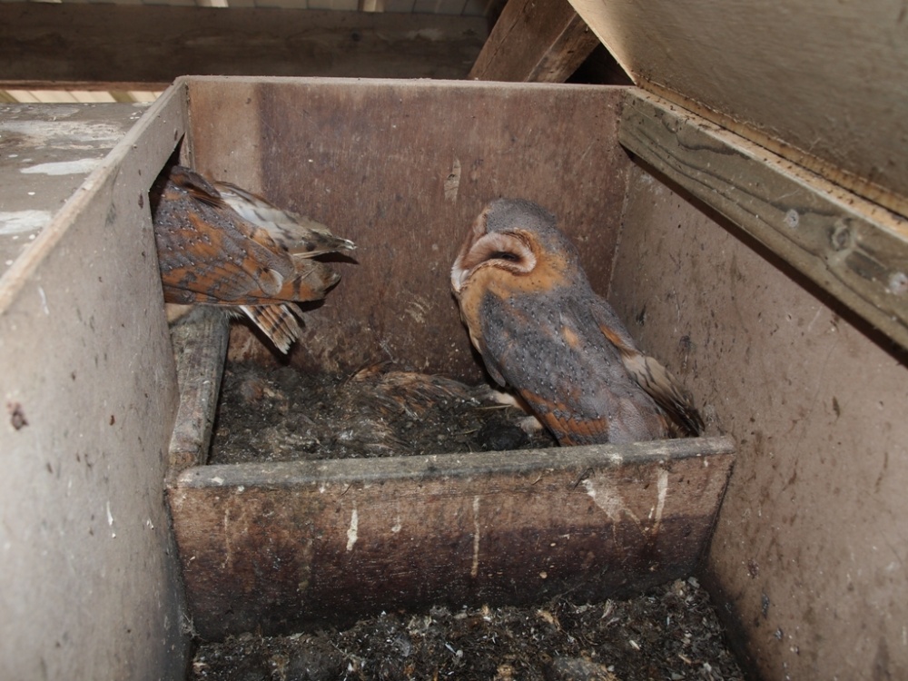 Nestkasten voor vogels