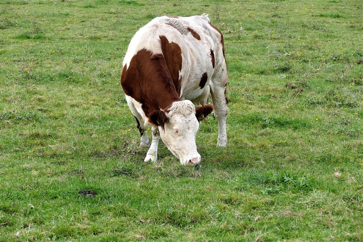 Agrarisch Natuurbeheer