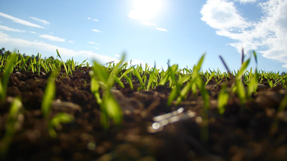 Bodembedekking met groenbemesters en mulch