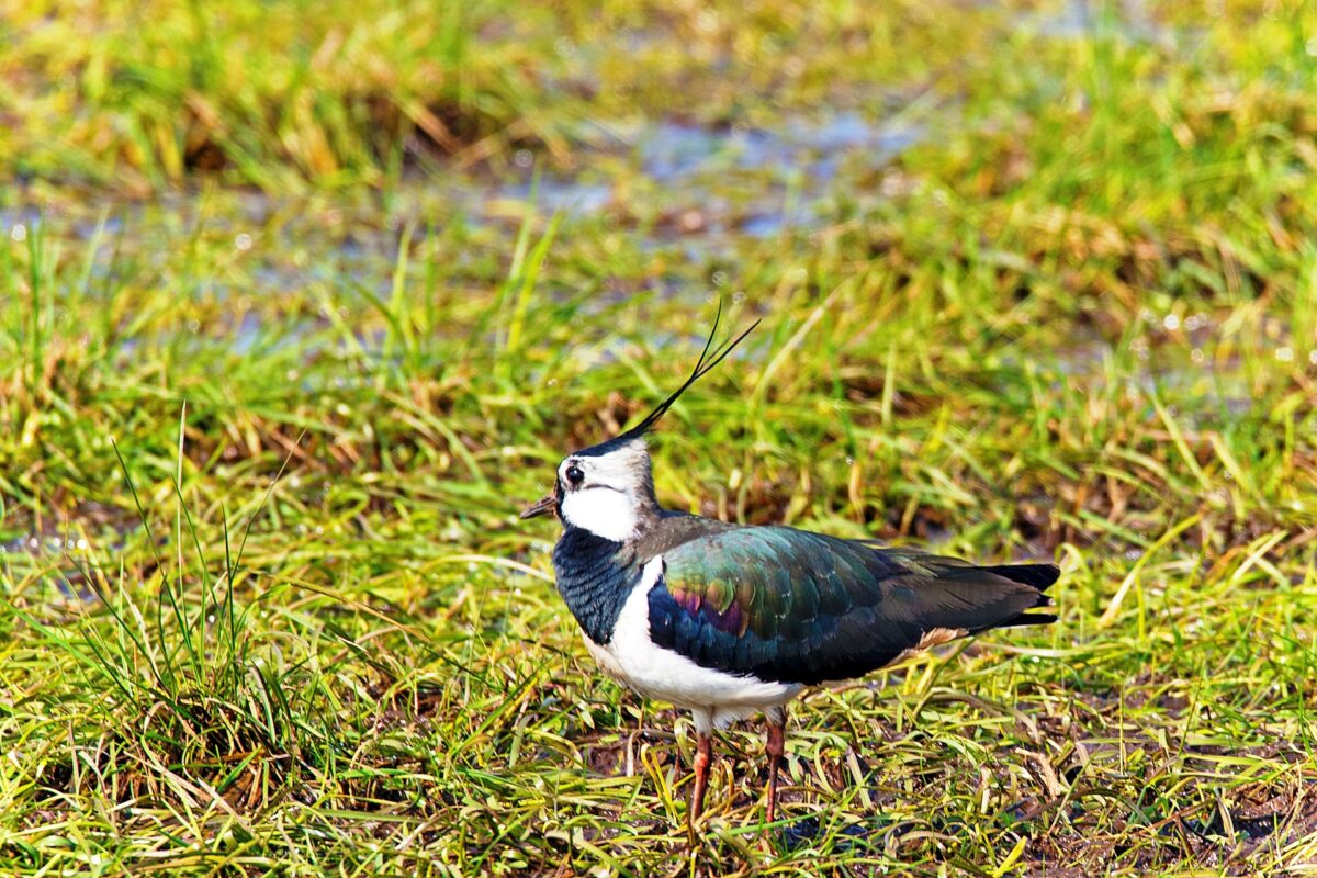 Natuurgericht maaien