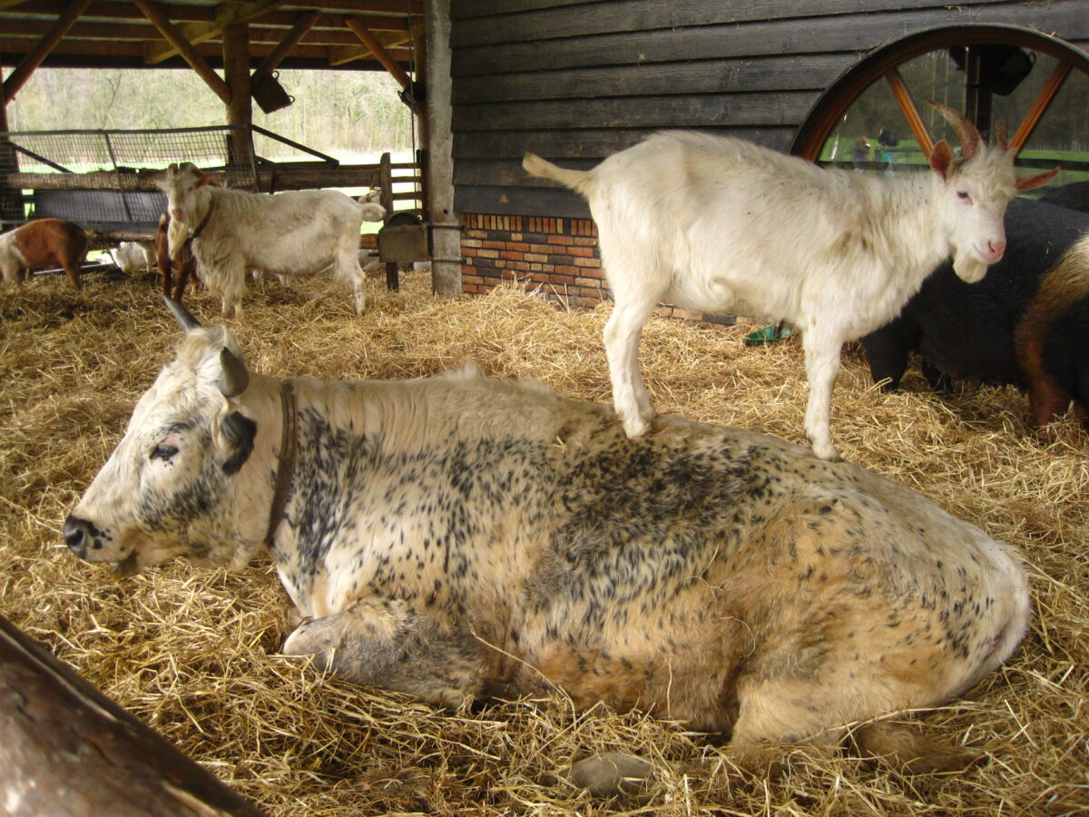 Geitenboerderij Ridammerhoeve