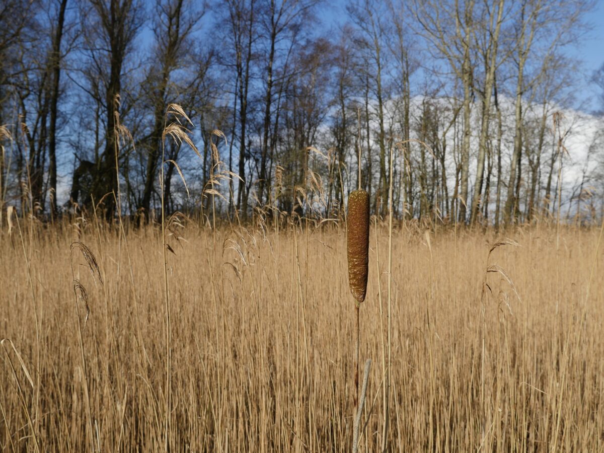 Paludicultuur – natte teelt