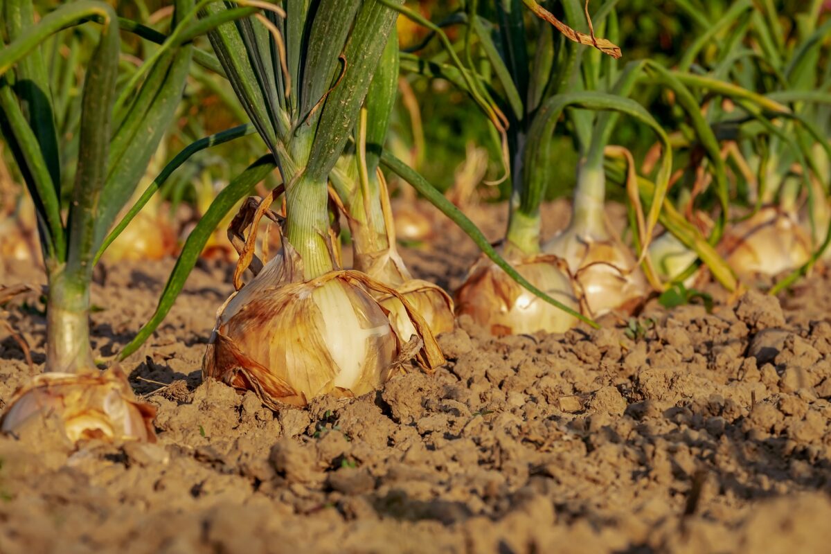 Akkerbouwbedrijf BIO In de Polder