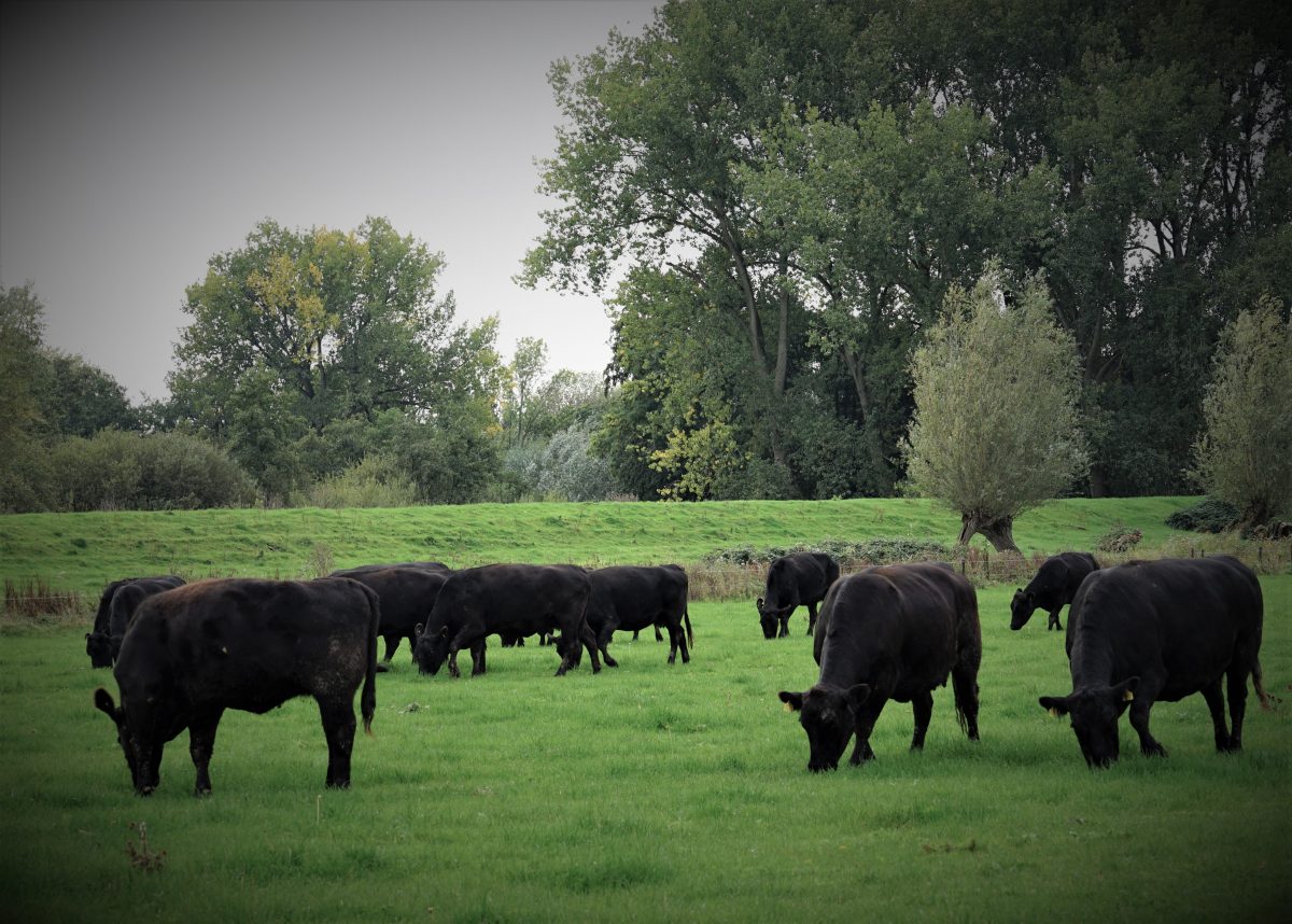 Natuurlijk weide- en akkerdomein de Koekoek